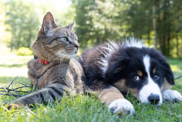 K0470 – Houder van honden en katten